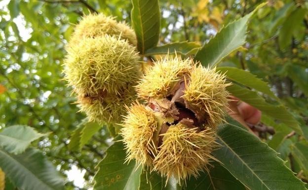 Priaranza prohíbe podas y uso de insecticidas en los sotos de castaños para favorecer la lucha contra la avispilla