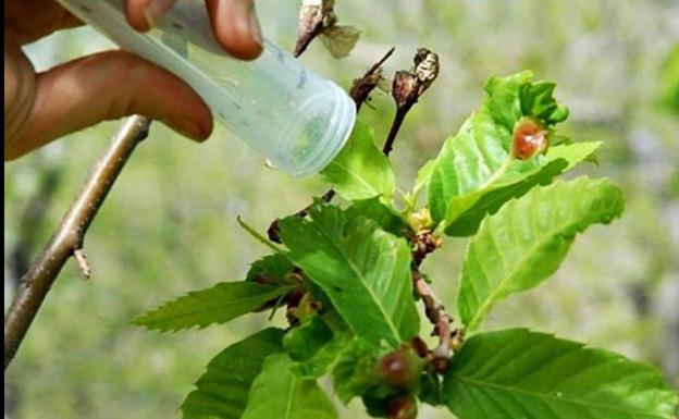 Los castañicultores del Bierzo creen que las sueltas de Torymus en los montes de la comarca han sido «un éxito»