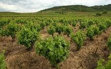 Los viticultores del Bierzo se consideran perjudicados por los importes que fija la Junta para la vendimia en verde