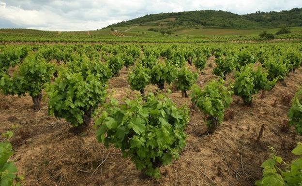 Los viticultores del Bierzo se consideran perjudicados por los importes que fija la Junta para la vendimia en verde