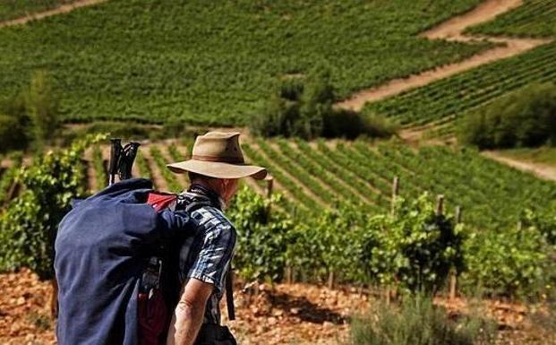 La ULE programa un curso de verano 'online' sobre enoturismo e interpretación del patrimonio