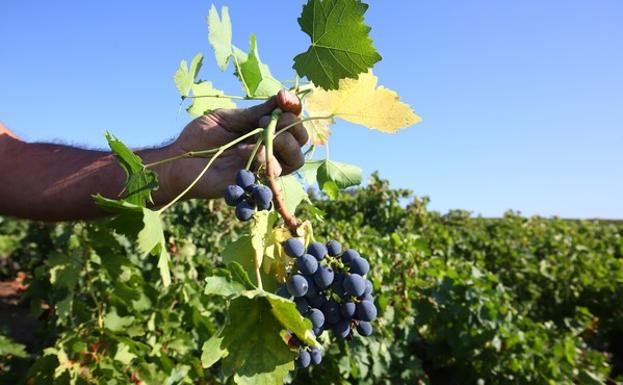 Asaja denuncia «trabas administrativas insalvables» para que los viticultores leoneses accedan a las ayudas a la vendimia en verde