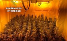La Guardia Civil detiene a tres personas y decomisa 410 plantas de marihuana en una casa deshabitada de San Miguel de las Dueñas