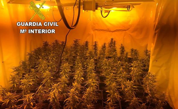 La Guardia Civil detiene a tres personas y decomisa 410 plantas de marihuana en una casa deshabitada de San Miguel de las Dueñas