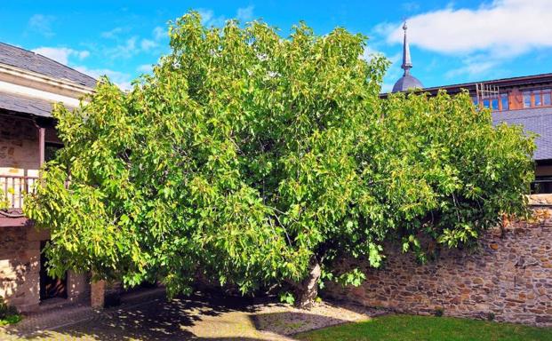Una antigua maleta de cuentos y el Ídolo de Noceda estrenan el ciclo 'A la sombra de la Higuera' en el Museo del Bierzo