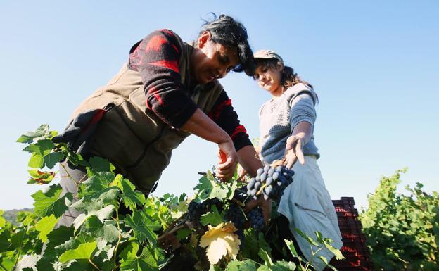 La propuesta de la PAC del Gobierno abre la puerta a las ayudas directas para los agricultores bercianos