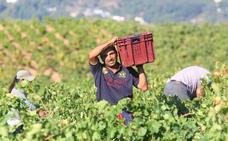 Las últimas lluvias favorecen la calidad de la uva y la DO Bierzo espera una campaña con una producción «normal»