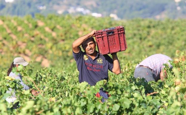 Las últimas lluvias favorecen la calidad de la uva y la DO Bierzo espera una campaña con una producción «normal»