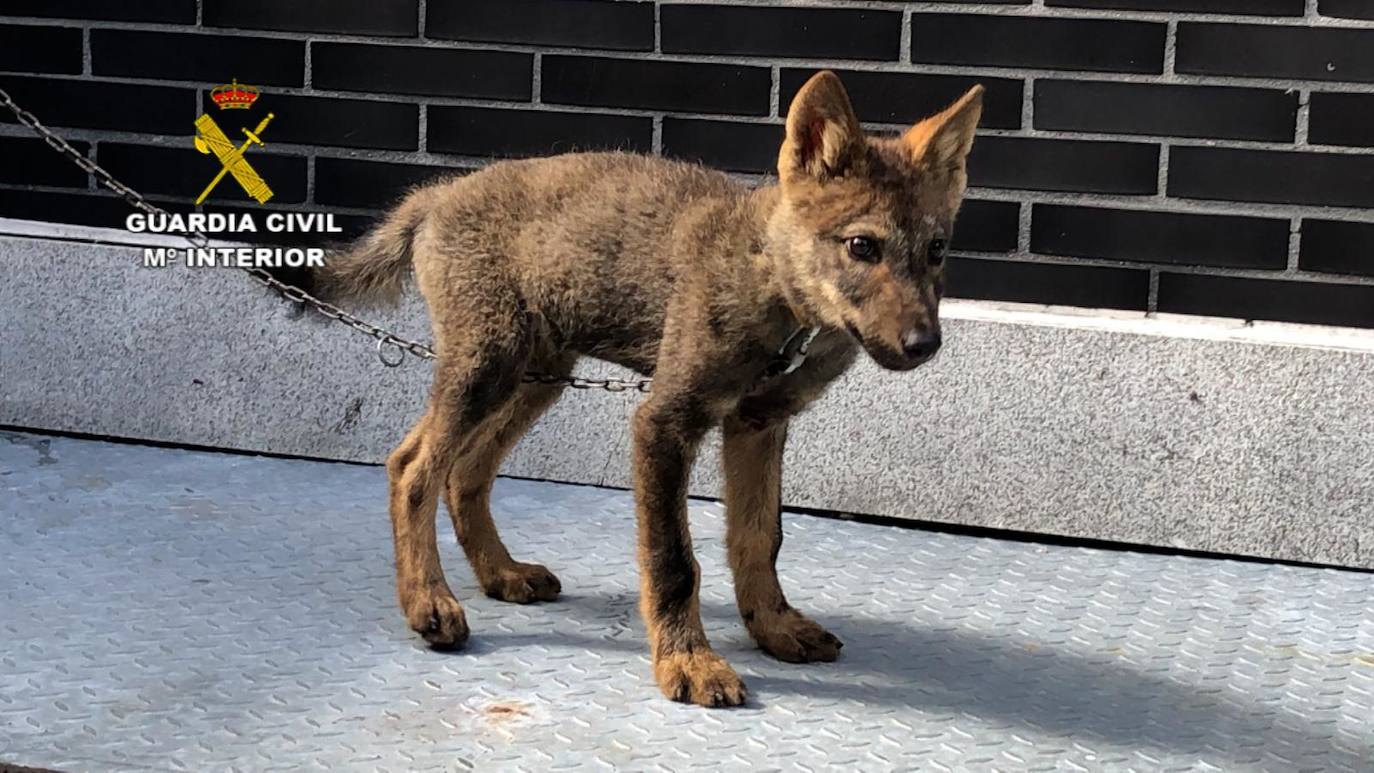 Un cachorro de lobo en Abelgas de Luna