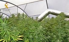 Al menos 12 detenidos y más de 1.200 plantas de marihuana incautadas en Miñambres de la Valduerna y Foncebadón
