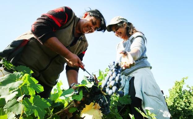 La DO Bierzo finalizará en una semana la vendimia con la recogida de «entre 12 y 14 millones de kilos» de uva