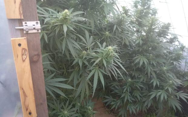 Un detenido en Bárcena del Bierzo por cultivar ocho plantas de marihuana en un invernadero