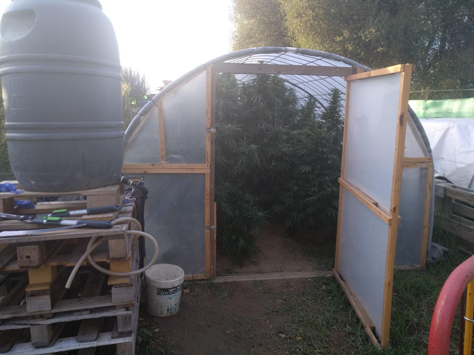 Un detenido en Bárcena del Bierzo por cultivar ocho plantas de marihuana en un invernadero