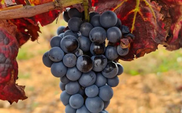 La DO Bierzo cierra la vendimia con la recogida de 11,4 millones de kilos de uva