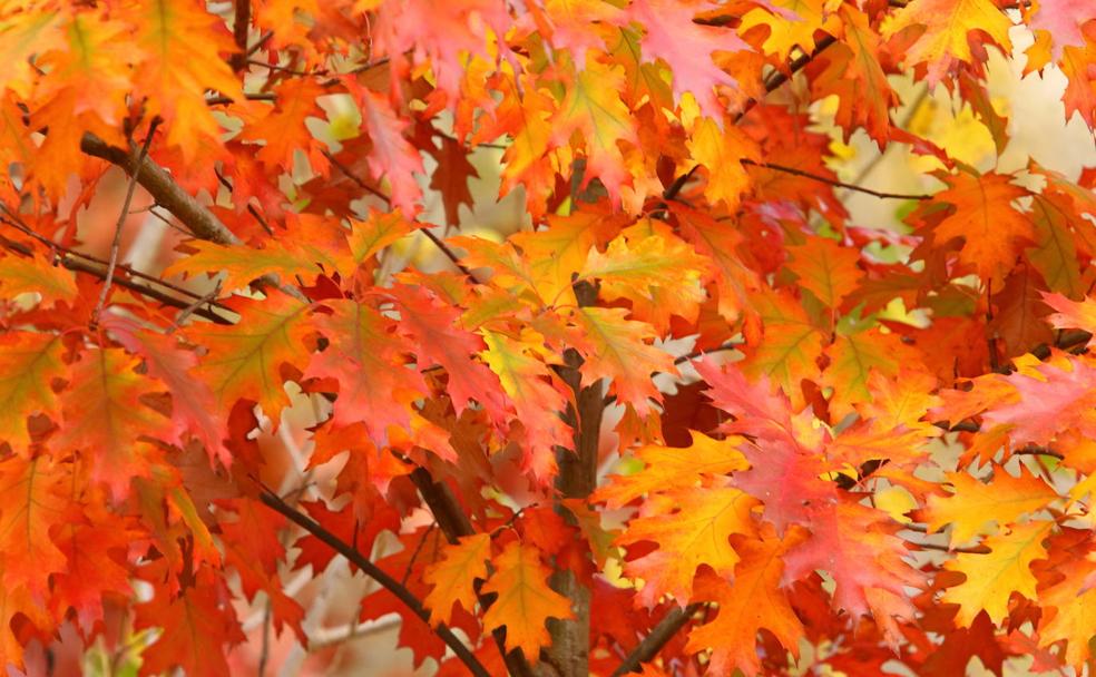 Otoño en El Bierzo, explosión de colores