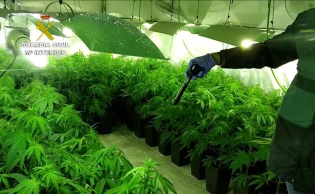 La Operación Watio se salda con un grupo criminal desarticulado, 22 detenidos y 1300 plantas de marihuana