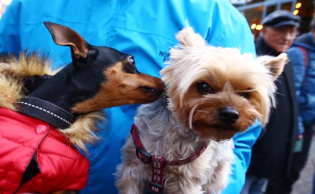 Ponferrada habilitará junto al Sil una amplia zona experimental de circulación libre para las mascotas