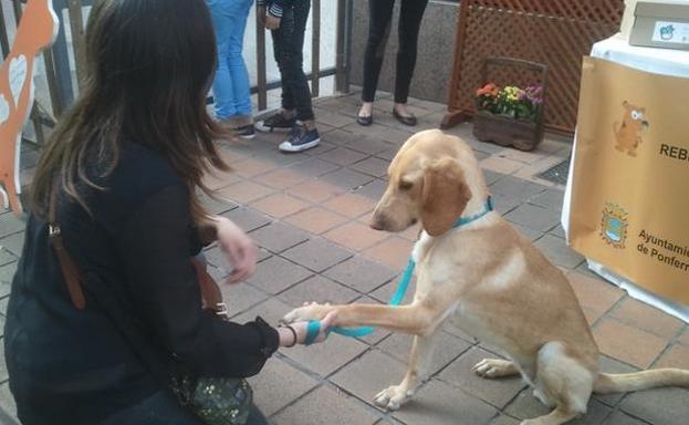 Ponferrada defiende la ampliación y mejora de los espacios libres para mascotas y asegura que seguirá siendo 'dog friendly'