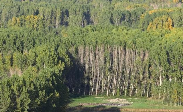 Un estudio de la UCAV evidencia el efecto sanador de los bosques del Bierzo