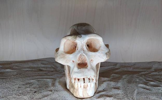 El museo Munic de Carracedelo incorpora una réplica del cráneo de 'Lucy' a la sala de la evolución humana