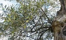 Corullón, tierra de cerezos...y ahora de olivos