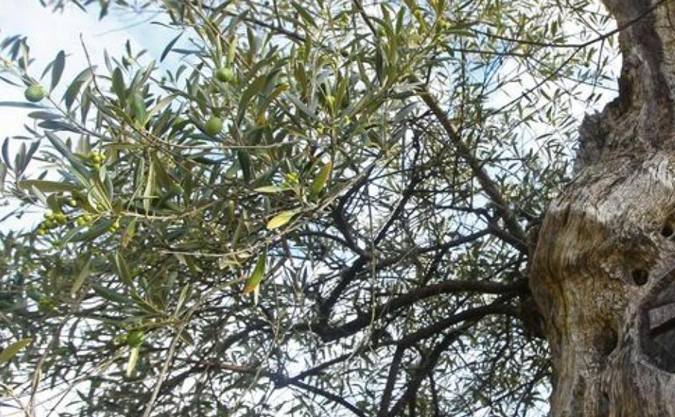 Corullón, tierra de cerezos...y ahora de olivos