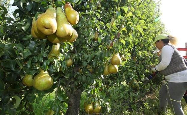 El PP de Camponaraya respalda a los fruticultores tras las quejas por la instalación de torres antihelada