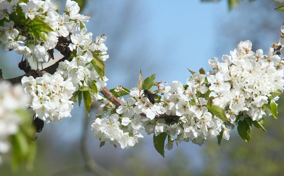 El Bierzo en flor