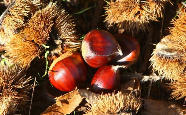 Benuza acoge un curso gratuito de cultivo de castaño para la producción de fruto