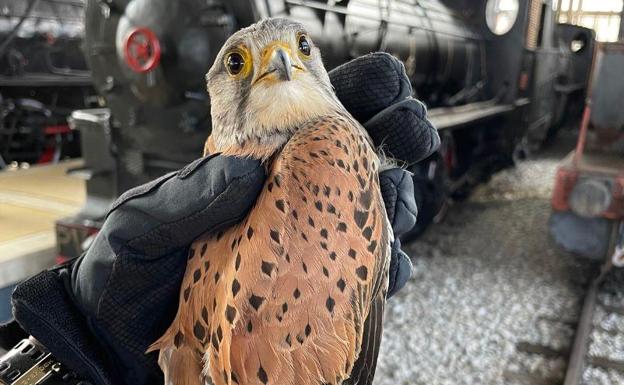 La Policía Municipal de Ponferrada recupera un ejemplar de chotacabras y un cernícalo
