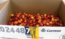 Correos pone en marcha la campaña especial para el envío de cerezas en El Bierzo y Villablino