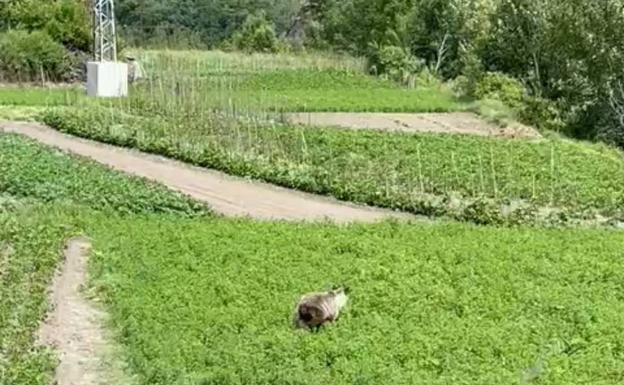Crece la alarma en Palacios del Sil por la entrada de osos en los pueblos del municipio
