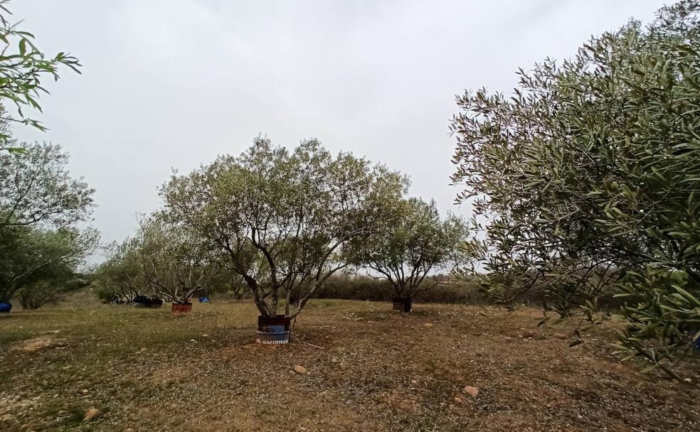 Plantación de olivos en el Bierzo.