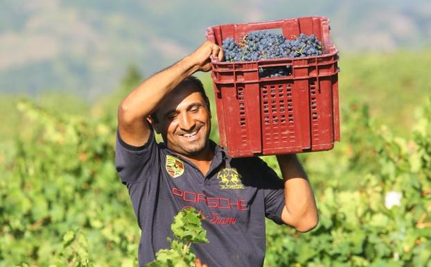 La DO Bierzo fija en septiembre el inicio de la vendimia con una cosecha que avanza «con normalidad»