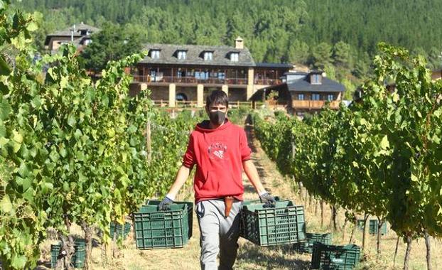 El Palacio de Canedo inicia este viernes la vendimia en el Bierzo con la recogida de uvas para el Xamprada
