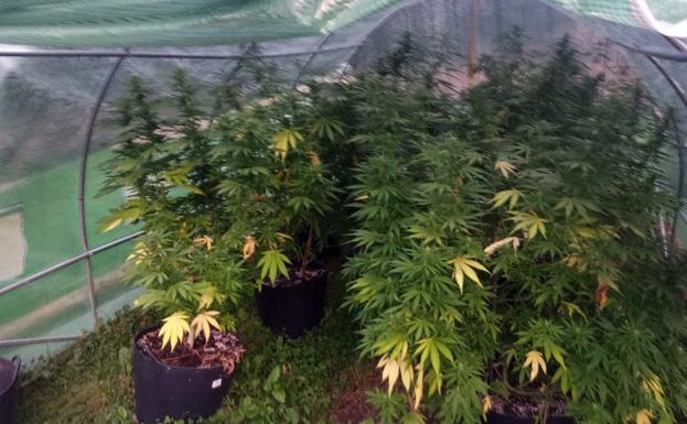 Detenido un hombre de 60 años en Valdecañada por cultivo y tráfico de marihuana