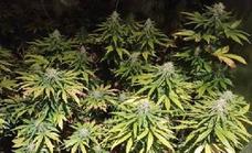 La Policía Municipal de Ponferrada desmantela una plantación interior de marihuana en un trastero