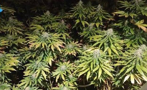 Plantación de marihuana desmantelada por la Policía de Ponferrada./