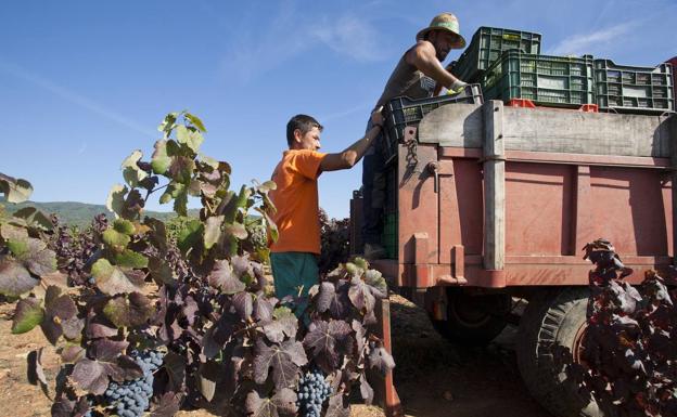 La DO Bierzo cierra la vendimia con 12,6 millones de kilos, un 11% más que el año pasado