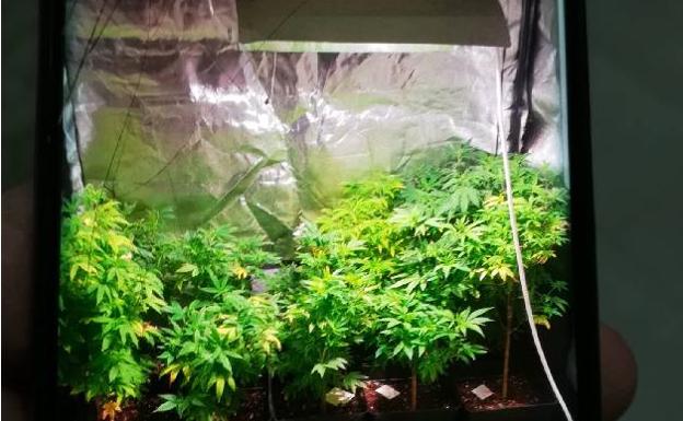 La Policía detiene a un hombre en Ponferrada con 263 plantas de marihuana que cultivaba en un armario en el interior de su vivienda