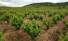 Cacabelos programa un curso gratuito de viticultura y enología de la mano de Naturgeis