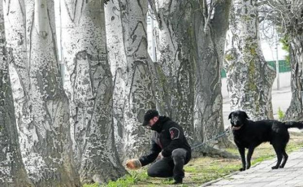 Ponferrada podría endurecer las sanciones a los propietarios que no recogen los excrementos de sus perros