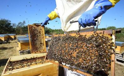 Coceder imparte en Arganza cursos sobre iniciación a la apicultura y manejo del suelo