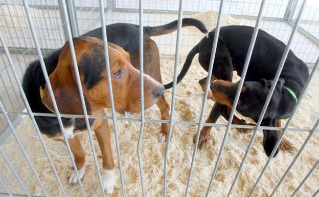 Camponaraya celebra este fin de semana la Feria de perros de caza que reunirá a 700 ejemplares