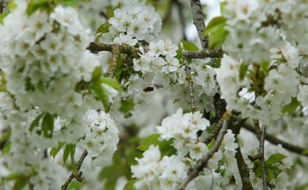 Las cerezas de Corullón protagonizan este sábado la primera de las rutas sobre los productos de calidad del Bierzo de 2022