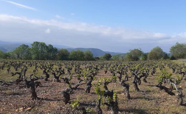 La DO Bierzo presenta alegaciones contra una planta fotovoltaica proyectada en Toral de los Vados