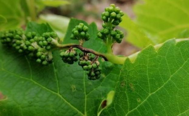 La Estación de Avisos alerta del riesgo de black-rot y mildiu en las vides de la comarca del Bierzo
