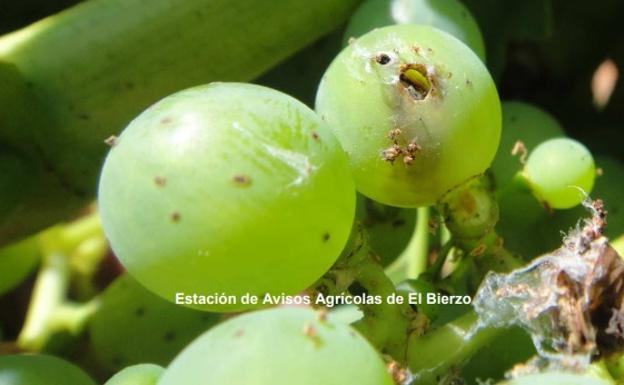 Recomiendan tratamientos contra la polilla del racimo de la vid en zonas de Toral de los Vados