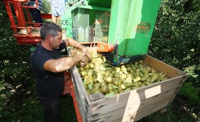 La Asociación Berciana de Agricultores ve «un ataque al sector» que Dueñas insinúe un sobrecoste en la fruta de la comarca