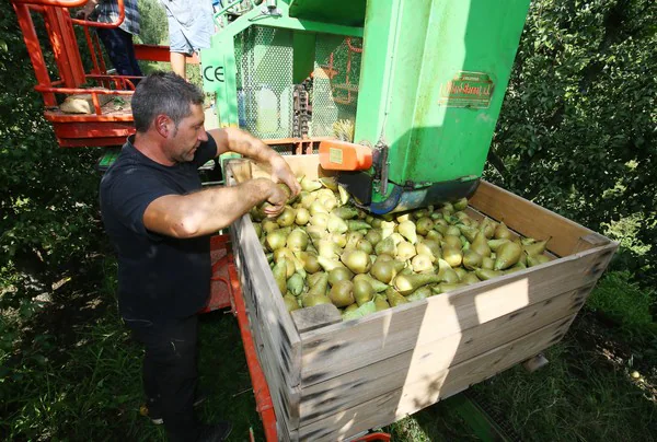 La Asociación Berciana de Agricultores ve «un ataque al sector» que Dueñas insinúe un sobrecoste en la fruta de la comarca